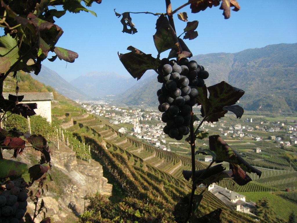Altavilla Locanda E Tipica Trattoria Bianzone Zewnętrze zdjęcie